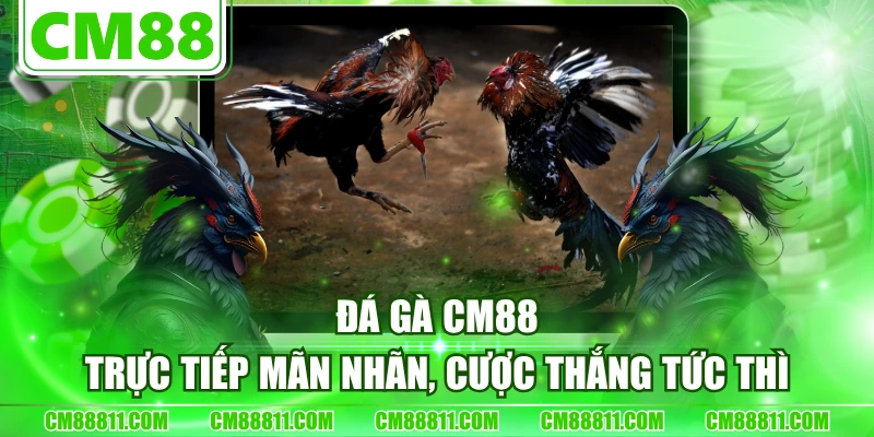 Đá Gà CM88 - Trực Tiếp Mãn Nhãn, Cược Thắng Tức Thì